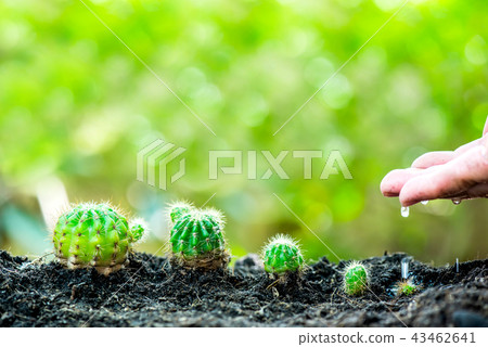 Small plant growing in the garden. Fresh start Small plant growing in the garden. Fresh start 43462641