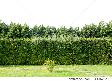 Trees isolated on white background. Cut out, path Trees isolated on white background. Cut out, path 43462642