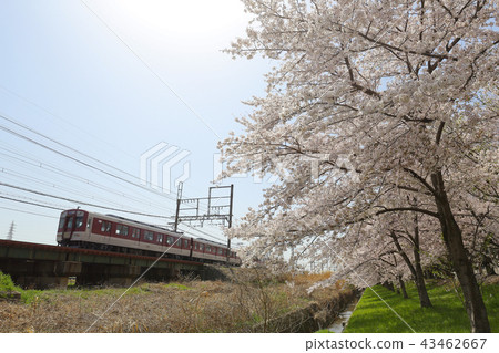 Sakura and Kintetsu Kashihara Line 43462667