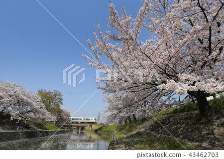 高川的櫻花和JR和歌山線 43462703