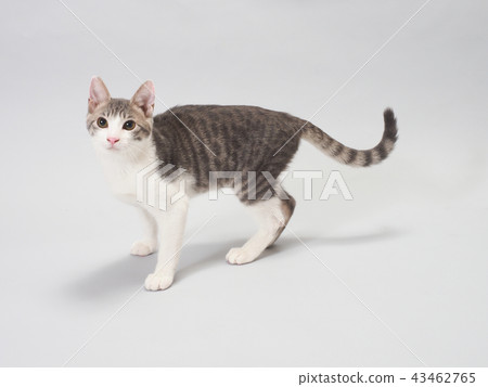 A turned kitten A turned kitten 43462765