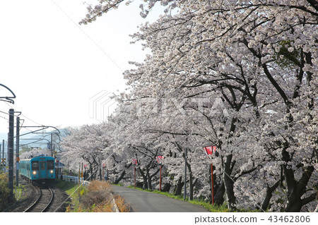 Sakura and JR Wakayama Line 43462806