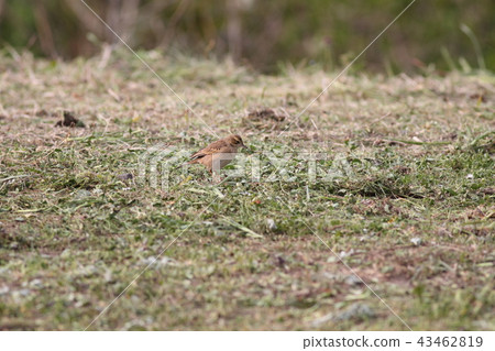 Mami Giro Tahi Bali 43462819