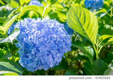 Mimuroto寺的繡球花 Mimuroto寺的繡球花 43463083