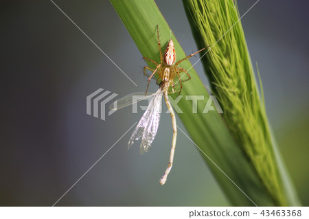 Sasamo Sasamo 43463368