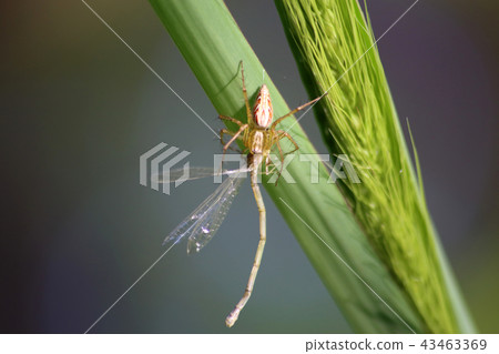 Sasagumo Sasagumo 43463369