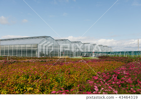 Glasshouses or greenhouses for growing vegetables on a summers day. 43464319