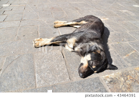 Sully dog napping on the street in the Himalayan mountain city of India 43464391