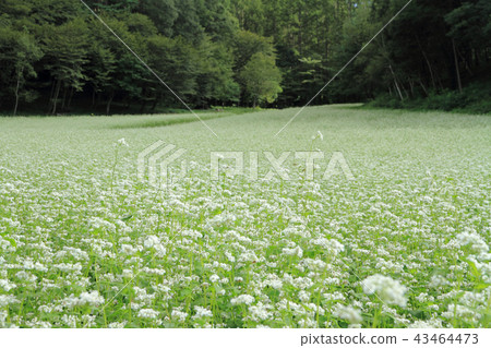 Shinshu Nakayama高原早秋蕎麥領域 43464473