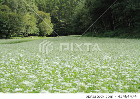 Shinshu Nakayama高原早秋蕎麥領域 43464474