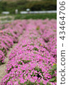 花園 花園 43464706