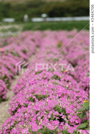 花園 花園 43464706