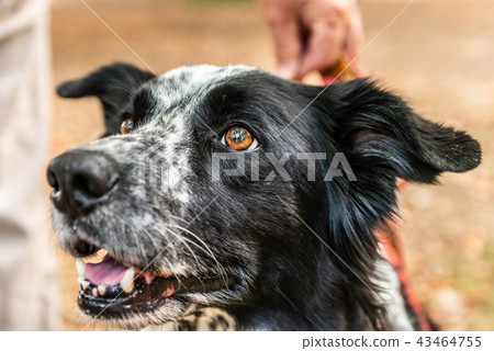 head and fsce of a border collie mixed breed black and white fur closeup bokeh 43464755