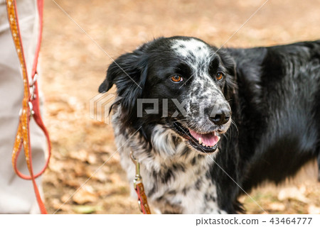 head and fsce of a border collie mixed breed black and white fur closeup bokeh 43464777