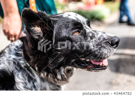 head and fsce of a border collie mixed breed black and white fur closeup bokeh 43464782