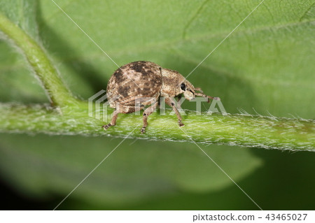 生物昆蟲醋栗象鼻蟲，一個短鼻尖的圓形體。有愛 43465027