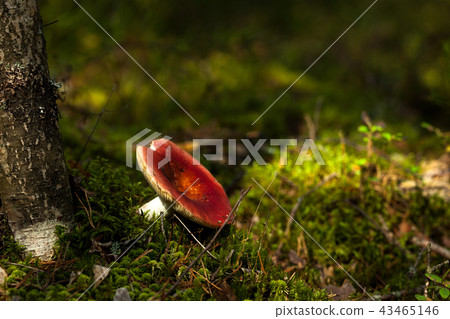 A russula mushroom growing between two ferns 43465146