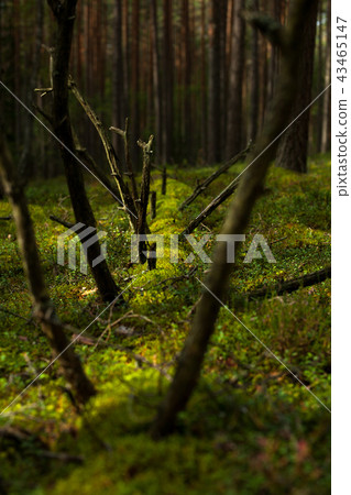 An old fallen pine trunk overgrown with moss An old fallen pine trunk overgrown with moss 43465147