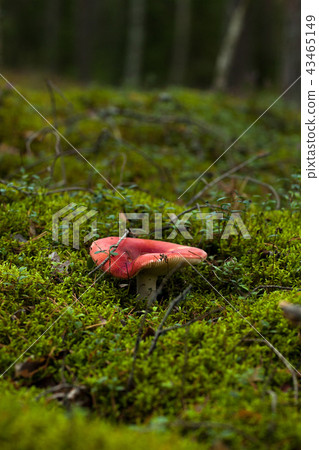 A russula mushroom growing in moss 43465149