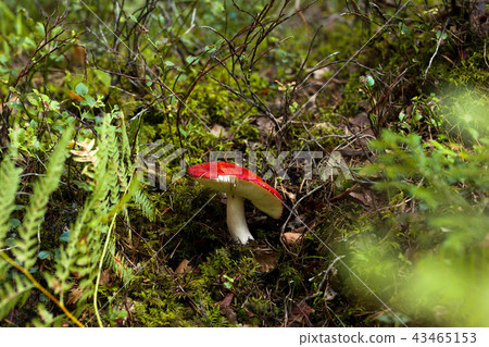 A russula mushroom growing between two ferns 43465153