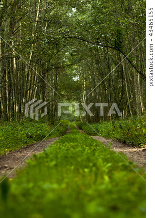 A lane surrounded by a thick forest A lane surrounded by a thick forest 43465155
