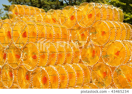 被堆積的黃色螃蟹捕手 被堆積的黃色螃蟹捕手 43465234