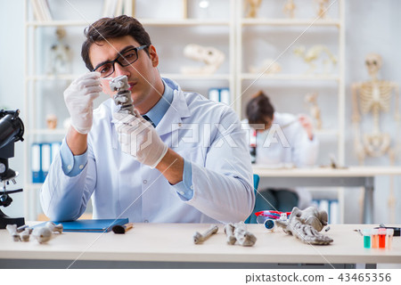 Professor studying human skeleton in lab Professor studying human skeleton in lab 43465356