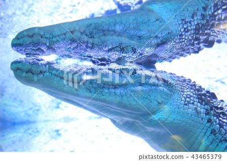 鹹水鱷 鹹水鱷 43465379