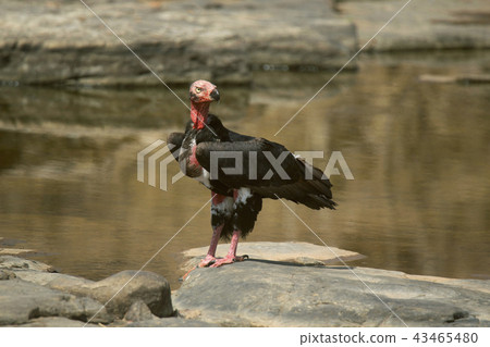 Red-headed Vulture, Panna Tiger Reserve, India 43465480