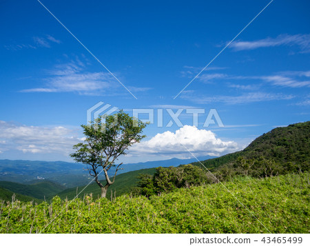 [Izu Peninsula] Sunny, blue sky, summer highland scenery [Izusan Ridge Sidewalk, Mt. Daruma] 43465499