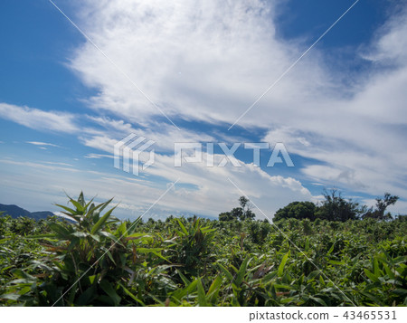 [Izu Peninsula] Sunny, blue sky, summer highland scenery [Izusan Ridge Sidewalk, Mt. Daruma] 43465531