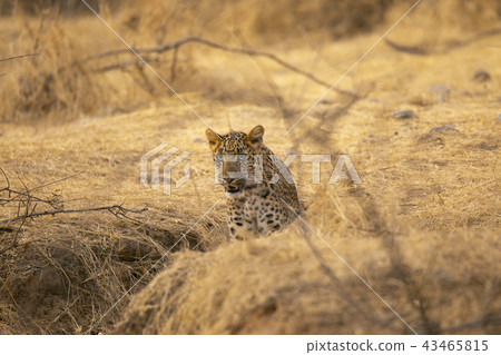 Indian leopard, Panthera pardus fusca, Rajasthan 43465815