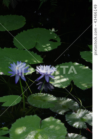 Water Lily Kusatsu Aquatic Plant Park Mizunomori 43466149