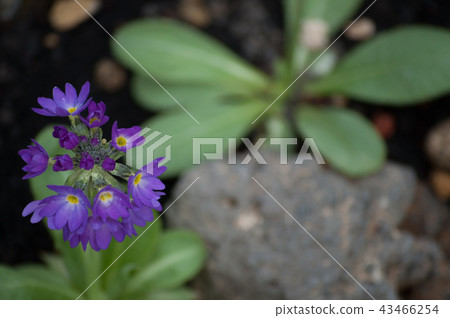 Primula Denticulata Primula Denticulata 43466254