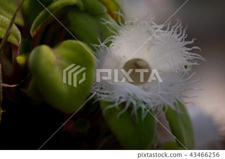 Arsovia diantiflora Arsovia diantiflora 43466256