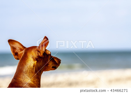 Miniature pinscher observing what is going on at the beach Miniature pinscher observing what is going on at the beach 43466271