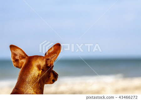 Miniature pinscher observing what is going on at the beach Miniature pinscher observing what is going on at the beach 43466272