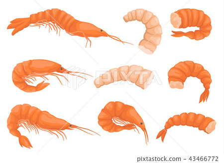 Flat vector set of whole and peeled shrimps without heads. Boiled and raw prawns. Gourmet seafood 43466772
