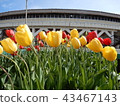 Tulip 43467143
