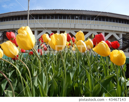 Tulip Tulip 43467143