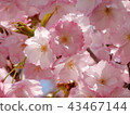 Cherry Blossoms	 43467144