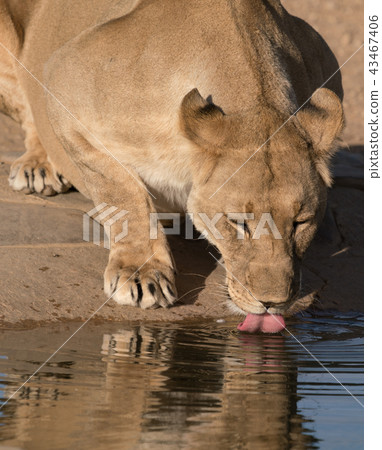Adult female lion drinks at a watering hole Adult female lion drinks at a watering hole 43467406