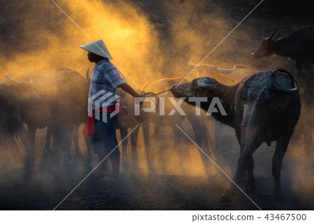 Thai buffalo with farmer 43467500