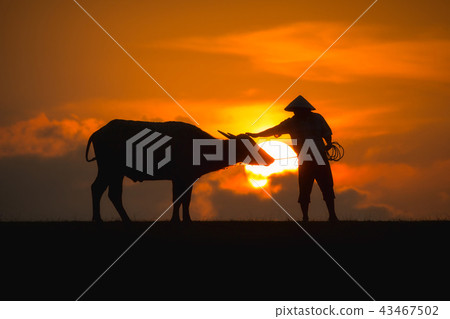 Thai buffalo with farmer 43467502