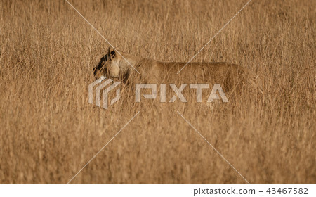 Female lion stands in short dry grass Female lion stands in short dry grass 43467582