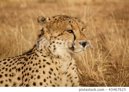 Adult cheetah lies down in dry grass 43467625