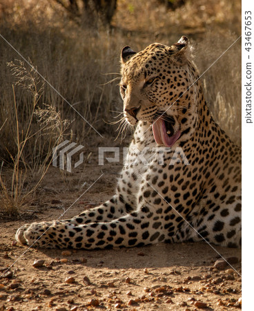 Profile of a leopard licking his own face 43467653