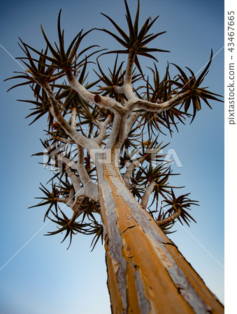 Quivertrees are unique to Namibiaq Quivertrees are unique to Namibiaq 43467665