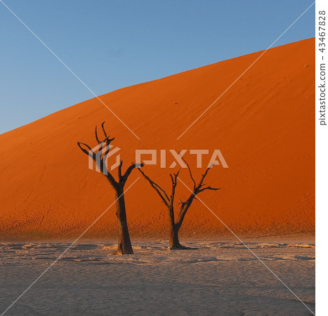 Dead camelthorn trees sitting in a salt pan 43467828