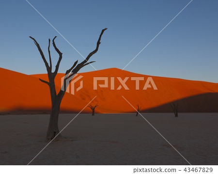 Dead camelthorn trees sitting in a salt pan Dead camelthorn trees sitting in a salt pan 43467829